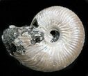 Iridescent Ammonite (Eboraciceras) Fossil - Russia #34630-1